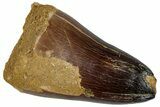 Large, Mosasaur (Prognathodon Currii) Tooth - Morocco #261892-1
